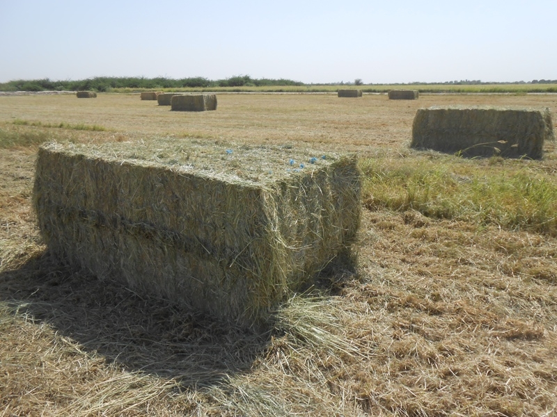 rhodes-grass-hay