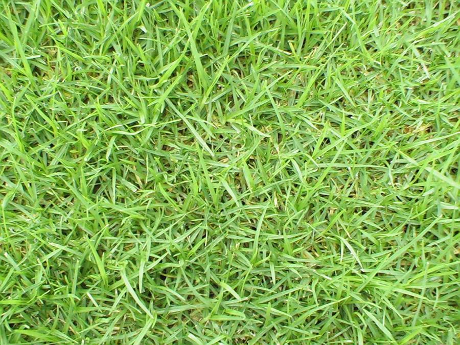 kikuyu-grass-